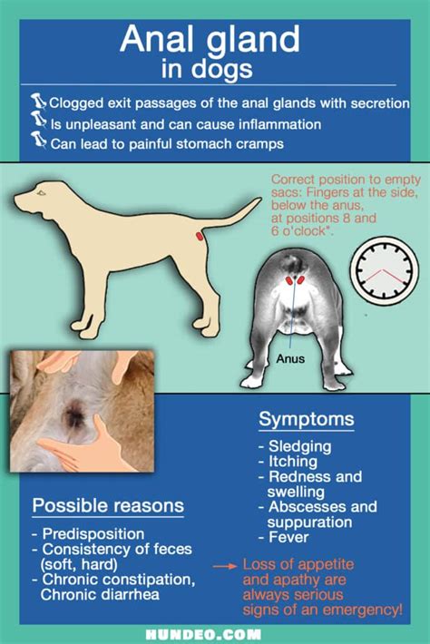 Leaking Anal Glands in Dogs: Causes & Remedies